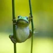 hitozo