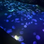 田中の画像