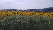 YHの画像