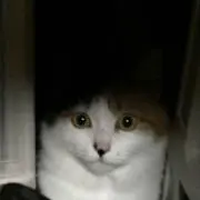 坂本