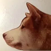 chabo55の画像