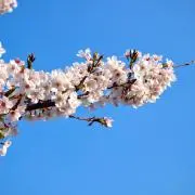 松ぼっくり