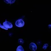 りの画像