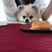 しまの画像