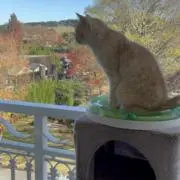 ふもふもの画像