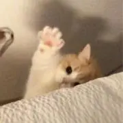 nの画像