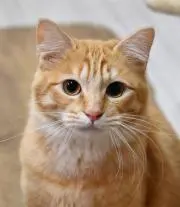 yashi1