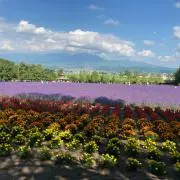 キャバリアの画像