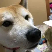 わをんの画像