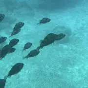 ⭐︎だからのお店⭐︎の画像