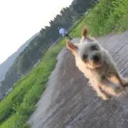 anko (返信など遅くなります)の画像