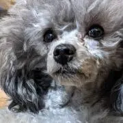 さと
