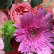 ニコの画像