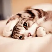 あっぷる