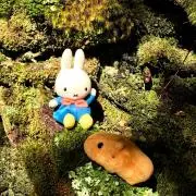 ぴょんちゃんの画像