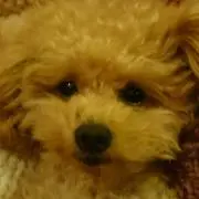 ティファニー
