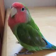 ちーたん