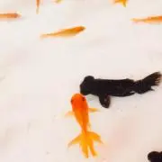 もりこ