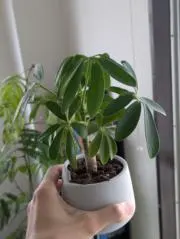 【本日中のみ値引き可】Bose SoundLink Revolve+ ブラック 本日中のみ値引き可】Bose SoundLink Revolve+ ブラック - メルカリ