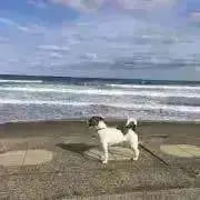 Chocoの画像