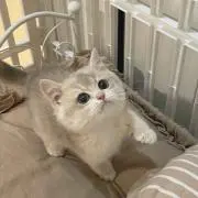 tea1234567の画像