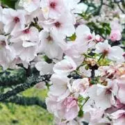 よな【24時間以内発送】の画像