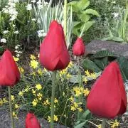 tulip