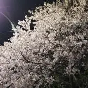 Aさくらの画像