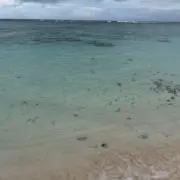 チョコ