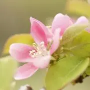 花梨