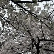 さくら日記