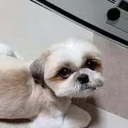 ぽこの画像