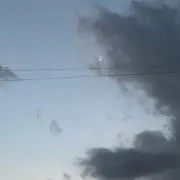 コグマ