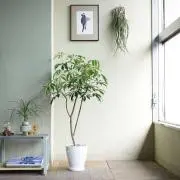 りーまるの画像