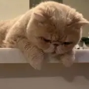 まなの画像