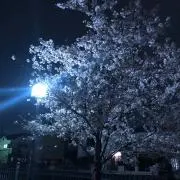 ふわふわの画像