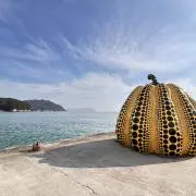 Apricotの画像