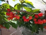 cherryーcherryの画像