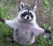 アライグマの画像