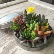 ポン太の画像