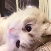 めい