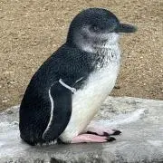 かにぱんだの画像