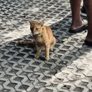 agtaの画像