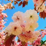 最短15日発送の画像