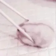 ぶんぶんの画像