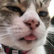 なべなべの画像