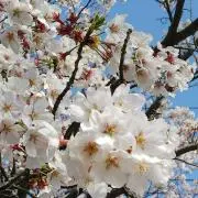 由香里