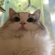 なすの画像