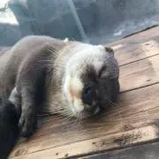 みー