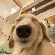 らての画像